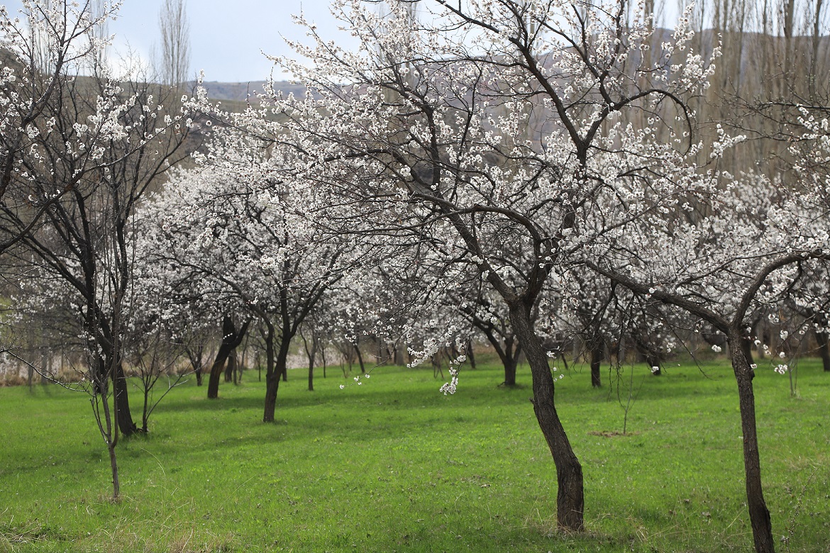 kagizman-kayisisi-agaclari-cicek-acti-(2).jpg