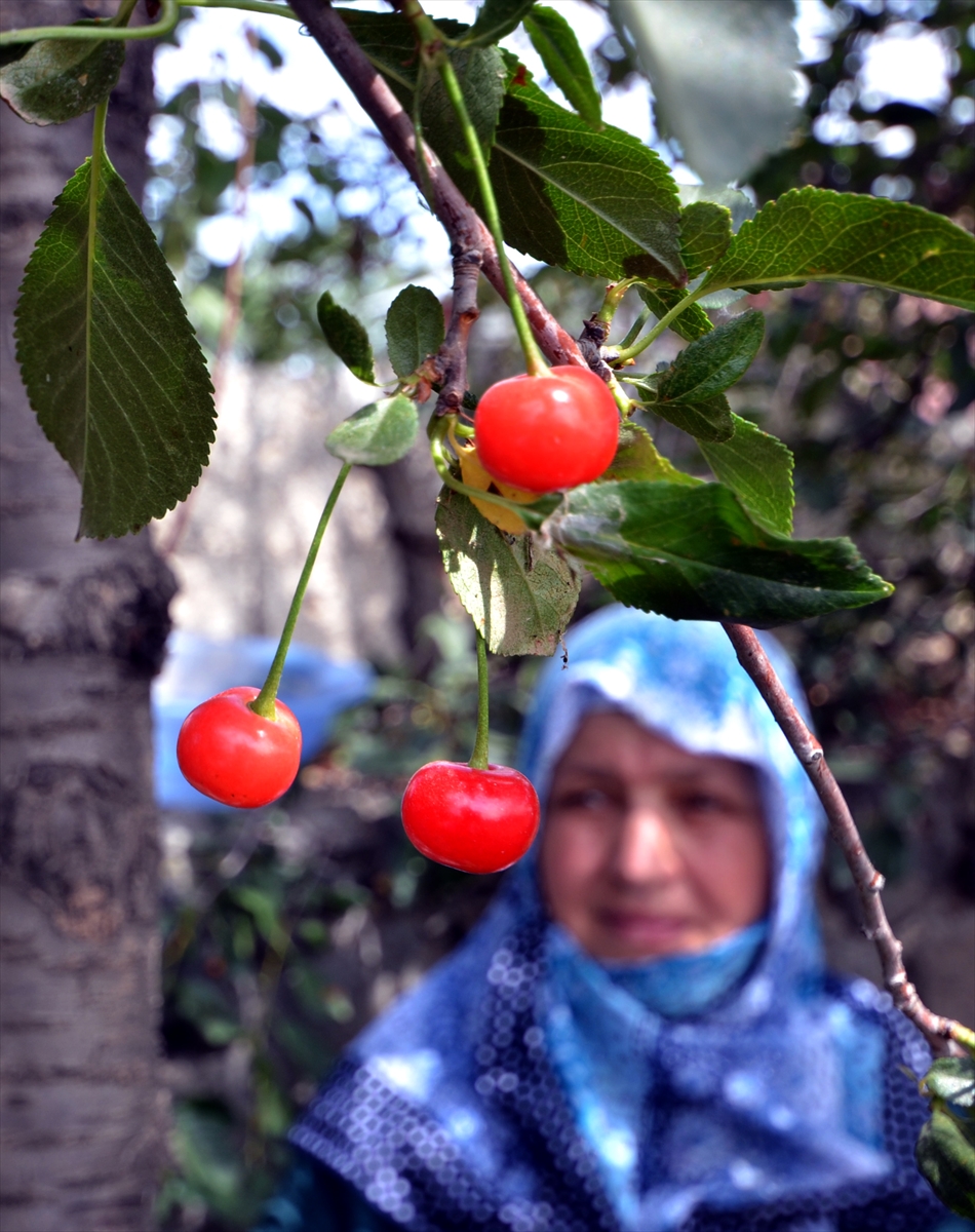 soguk-topraklarda-sera-kurup-organik-urun-aldilar-(8).jpg